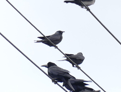 Corvus dauuricus