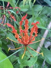 Gloriosa