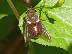 Pangoniinae