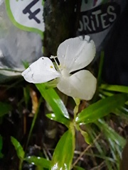 Aneilema neocaledonicum