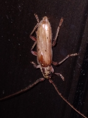 Eburida quadriguttata