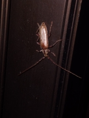 Eburida quadriguttata