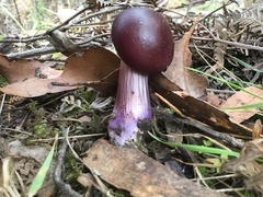 Cortinarius archeri