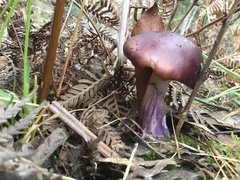 Cortinarius archeri