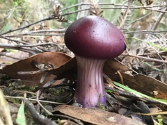 Cortinarius archeri