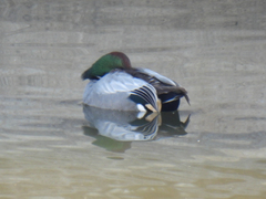Mareca falcata