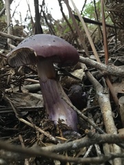 Cortinarius archeri