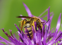 Halictus scabiosae