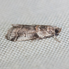 Acrobasis tricolorella