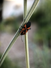 Spilostethus pacificus