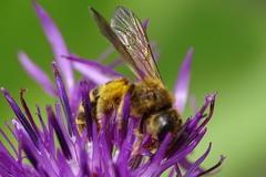 Halictus scabiosae