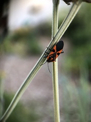 Spilostethus pacificus
