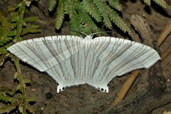 Strophidia caudata