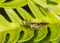 Sphedanolestes impressicollis