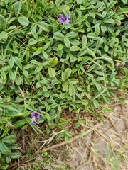 Psoralea repens