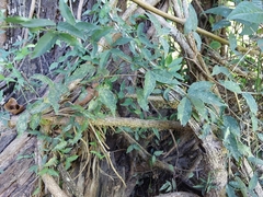 Acanthocheila visenda