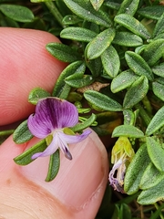 Psoralea repens
