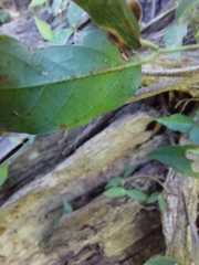 Acanthocheila visenda