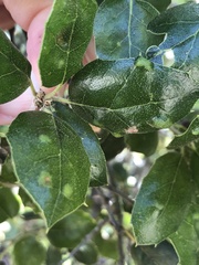 Aceria mackiei