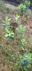 Bupleurum fruticosum