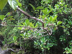 Crossostylis grandiflora