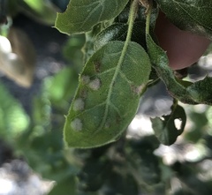 Aceria mackiei