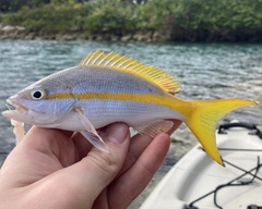 Ocyurus chrysurus