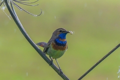 Luscinia svecica svecica
