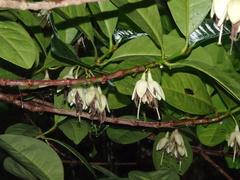 Crossostylis grandiflora