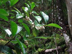 Crossostylis grandiflora