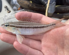 Diplectrum bivittatum