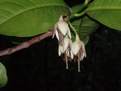 Crossostylis grandiflora