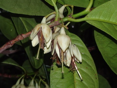 Crossostylis grandiflora