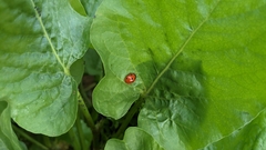 Coccinella septempunctata