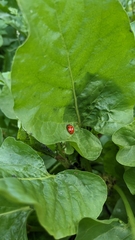 Coccinella septempunctata