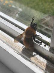 Bombus dahlbomii