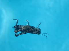 Calliptamus italicus
