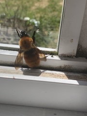 Bombus dahlbomii