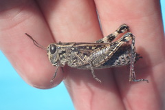 Calliptamus italicus