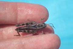 Calliptamus italicus
