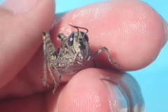 Calliptamus italicus
