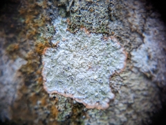 Herpothallon