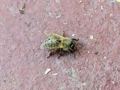 Apis mellifera