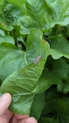 Dicranocephalus agilis