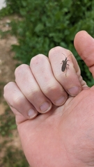 Dicranocephalus agilis
