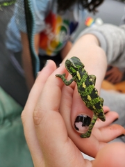 Chamaeleo chamaeleon