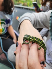 Chamaeleo chamaeleon