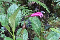 Lobelioideae