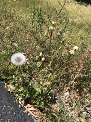 Urospermum picroides