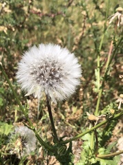 Urospermum picroides